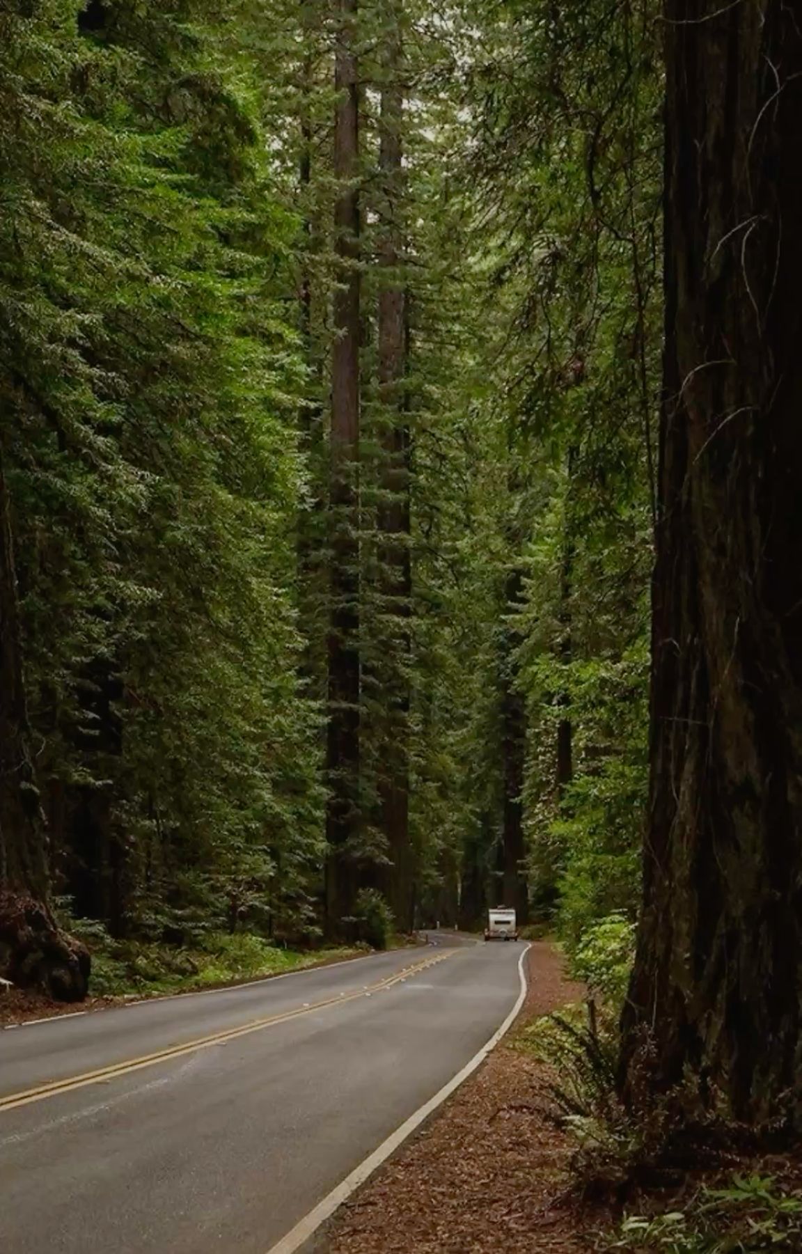 Serene Road Through Towering Redwood Forest
