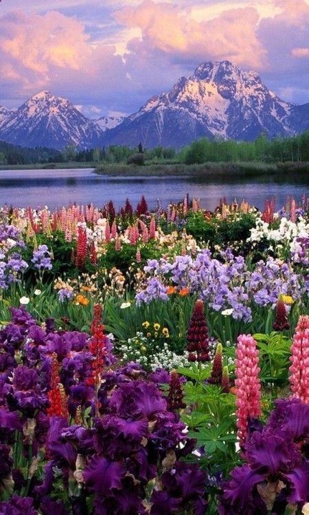 Colorful Wildflower Meadow with Mountain Lake and Snow-Capped Peaks